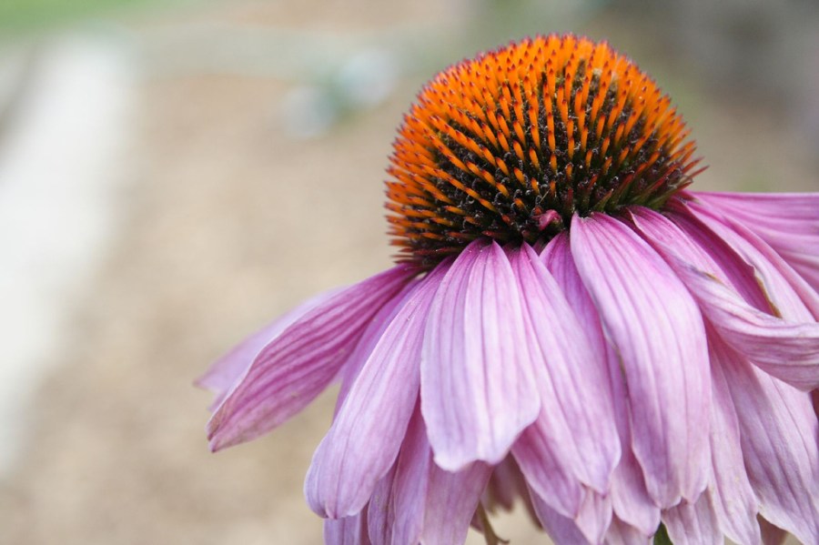 Was the Fast of ‘Ashura Ever&nbsp;Obligatory?